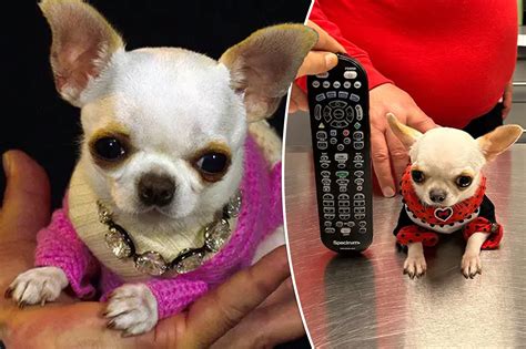 Smallest Dog Breed In The World Discounts Dealers | rbk.bm