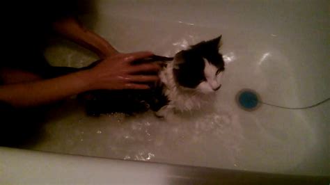 Купание кота. - YouTube
