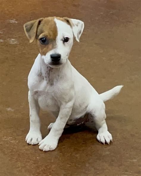 SOLD Ginger Female 2 - Tri Smooth Female Jack Russell Terrier Puppy For ...
