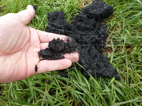 Biochar Fertilizer - Learn About Biochar As A Soil Amendment | GreenStories