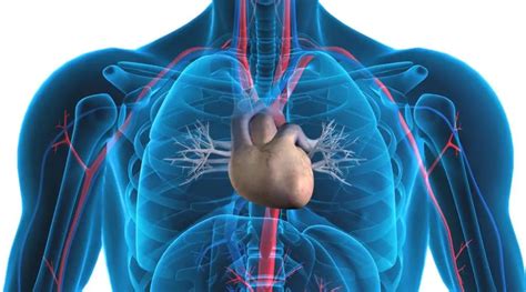 View Human Heart Diagram And Function Images | Diagrams