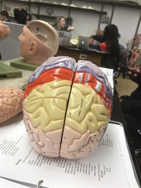 brain Diagram | Quizlet