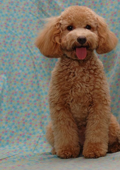 apricot | animals | Poodle haircut, Mini poodles, Dog haircuts