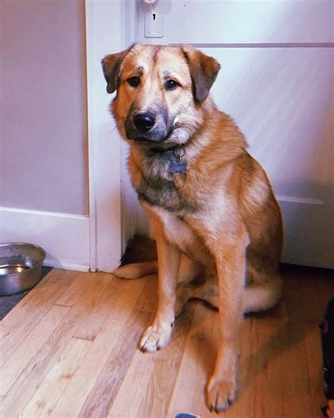 Tibetan Mastiff Husky Mix Info, Temperament, Pictures & FAQs