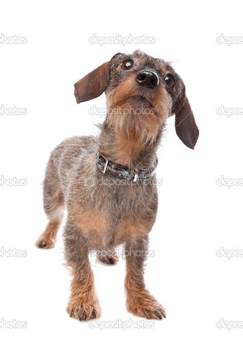 Dachshund Stock Photo by ©eriklam 12878871