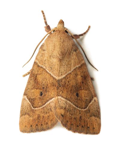 Moths London | 0800 9552347 | London Pest Control Experts