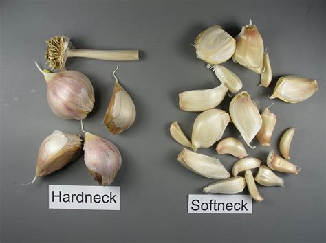 A guide to the different types of garlic | Hello Homestead