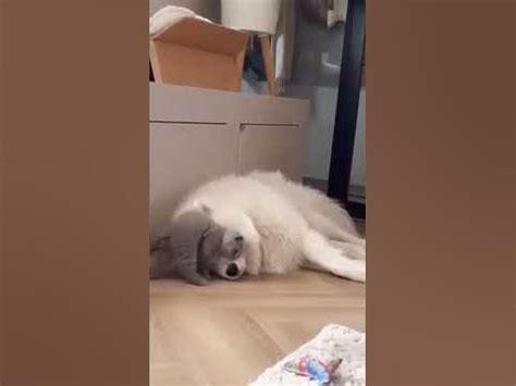 Тучка и облачко#котики #собачки#самоед#кот #милыепитомцы#cat#dog#kater ...