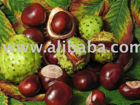chest nut,Cameroon oil bag price supplier - 21food