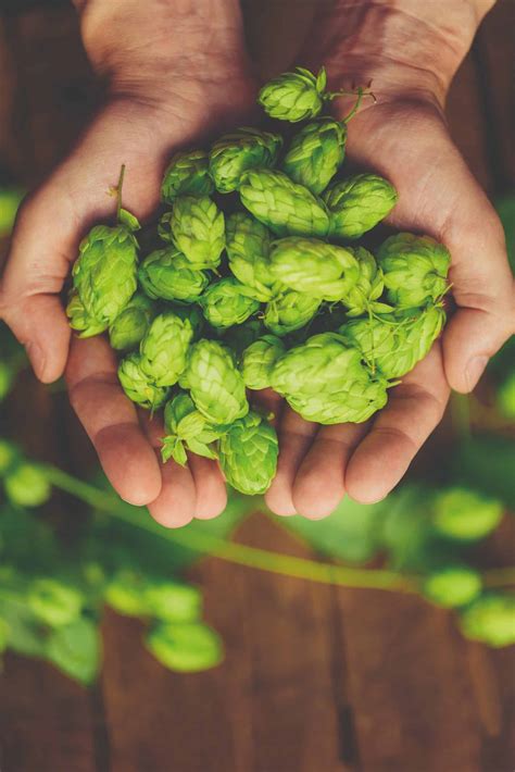 Brewer Introduction - Raw Material Handling - HIT Training