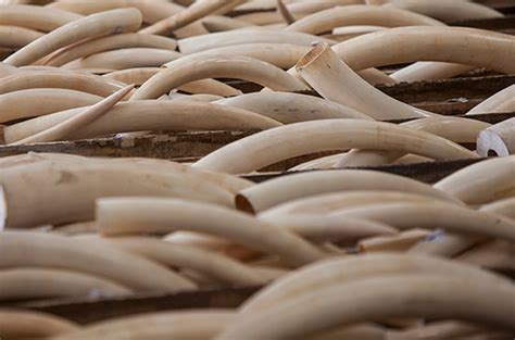 Stemming ivory smuggling