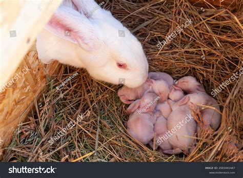 rabbit babies