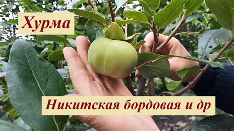 Хурма на моем участке - YouTube