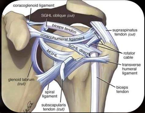 Glenohumeral Joint Anatomy, Stabilizer, and Biomechanics - Shoulder ...