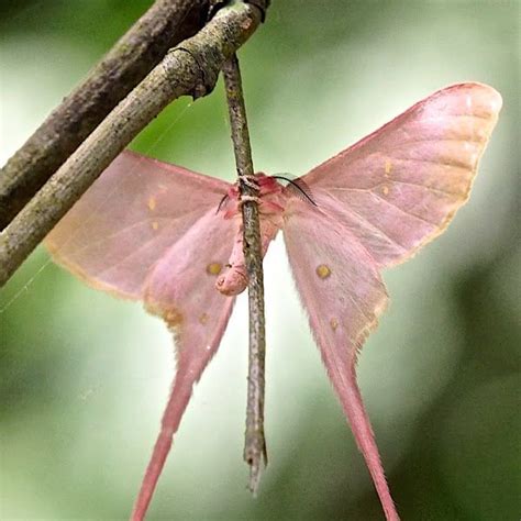 Escape to the countryside — Eudaemonia argus (Pink silk) photo: Pamsai ...