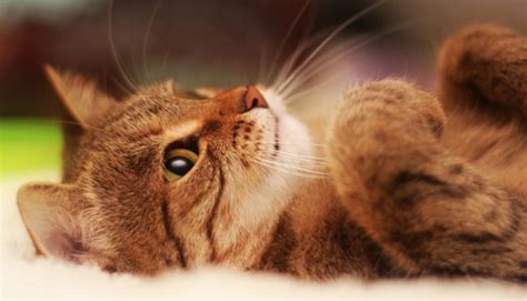 Гнойный конъюнктивит у кошек чем лечить – капли для глаз коту от ...