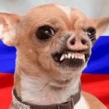 злая собака чихуахуа - Создать мем - Meme-arsenal.com