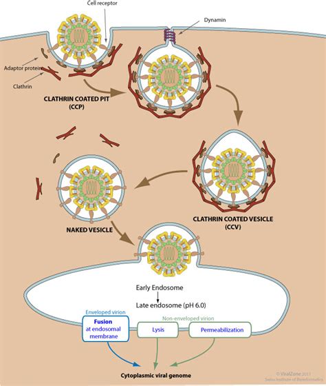 endocytosis