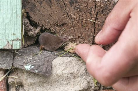Difference Between Shrew And Vole