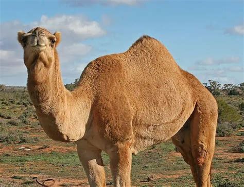 4 Types of Camels: Species, Facts and Photos