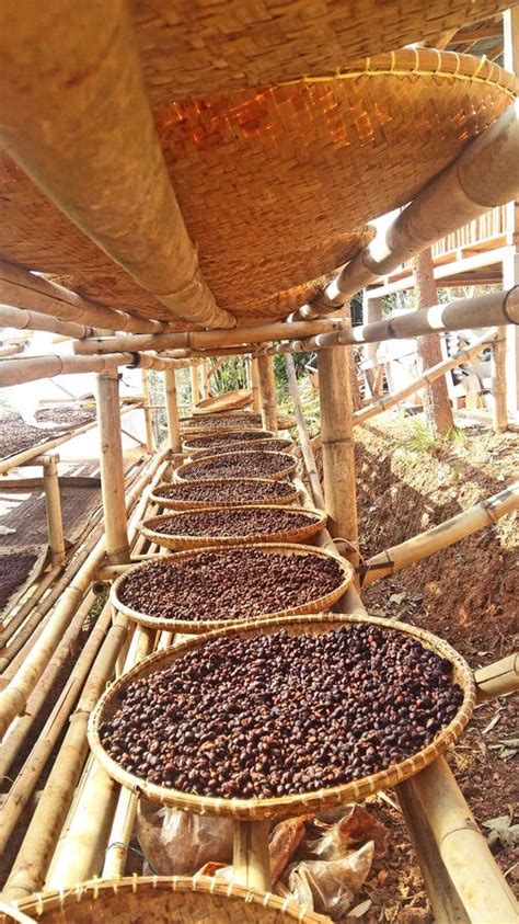 Coffee Beans Process stock image. Image of black, furniture - 263929547
