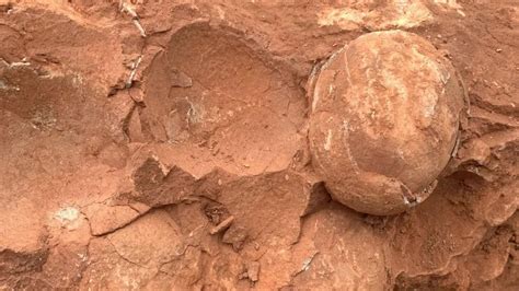 70-Million-Year-Old Fossilised Dinosaur Eggs Unveiled