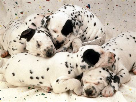 Gallery Puppies Pictures