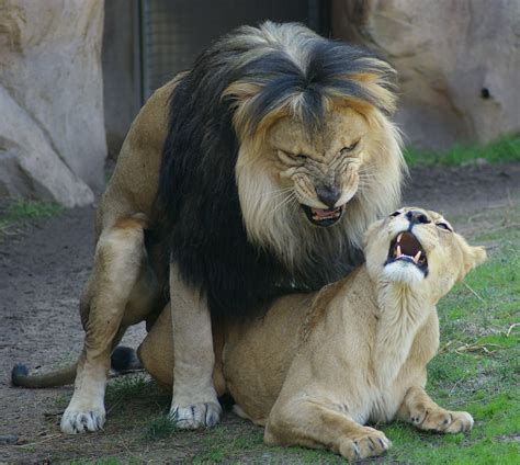 File:Lions mating Denver Zoo.jpg