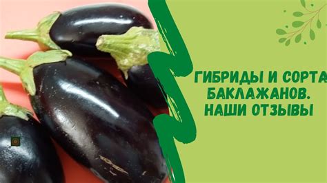Гибриды и сорта баклажанов. Наши отзывы 2018 г. - YouTube