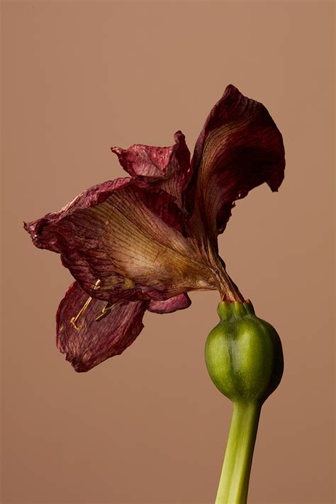 Photography Series, Still Life Photography, Flowers Photography ...
