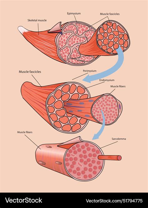 Skeletal muscle anatomy Royalty Free Vector Image