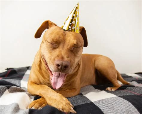 Top Dog Birthday Party Ideas: Celebrate With Your Pooch In Style