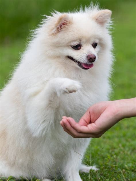Top 14 Most Affectionate Dog Breeds - Canine Companions - TheDogCafé