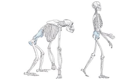 Bipedalism