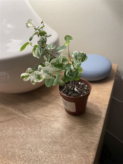 Can someone help me identify this “premium foliage”? : r/houseplants
