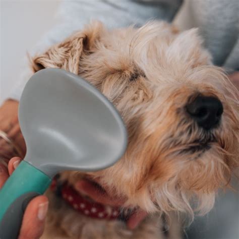 5 Dog Brushes to Keep Your Pooch Primped & Pampered!