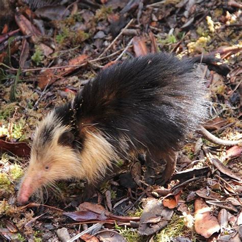Cuba is one of just two places in the world where venomous mammals ...