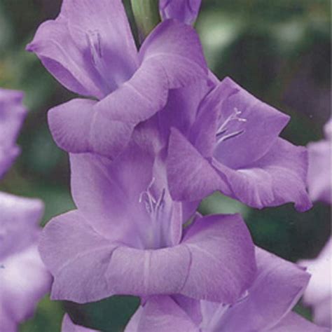 Dutch Blue Tropic Gladiolus Bulb