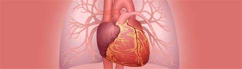 echocardiogram heart ultrasound