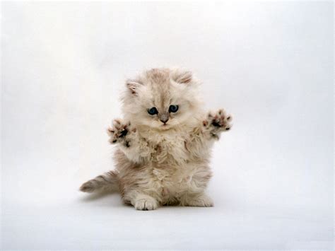Sweet Kitty - Desktop Wallpaper