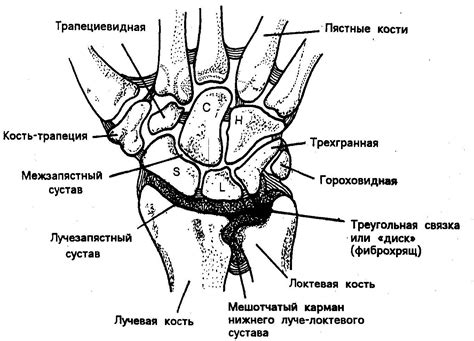 Суставы человека: строение, классификация, функции