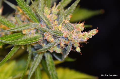 Columbian Queen – Regular – Southern Oregon Seeds