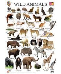 list  sea animals google search wild animals pictures animals