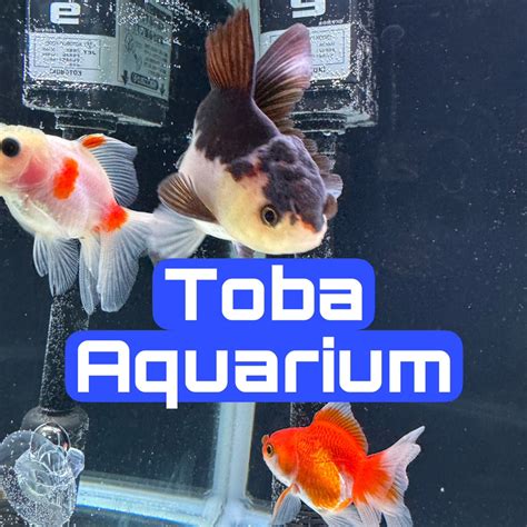 LiveOMG - Live Video Streams. Periscope, YouNow, Vichatter, Smotri.com