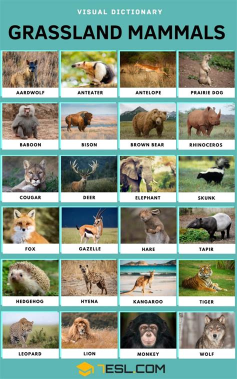 List of Grassland Animals in English with Pictures • 7ESL