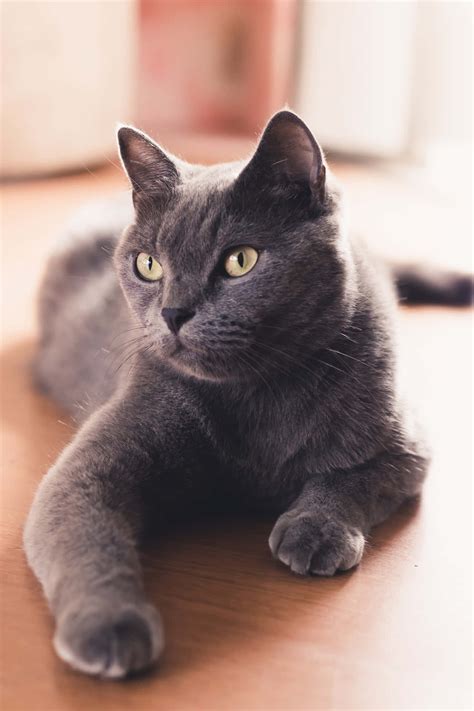[100+] Russian Blue Cat Pictures | Wallpapers.com