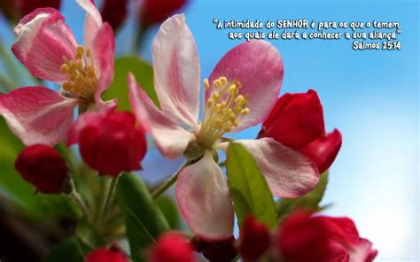 A Intimidade Do Senhor É Para Os Que O Temem - A intimidade do SENHOR é para os que o temem | Servo de Cristo