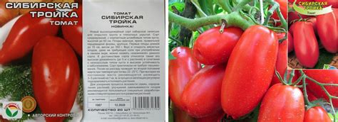 Томат «сибирская тройка» - отзывы, фото, описание. каталог сортов