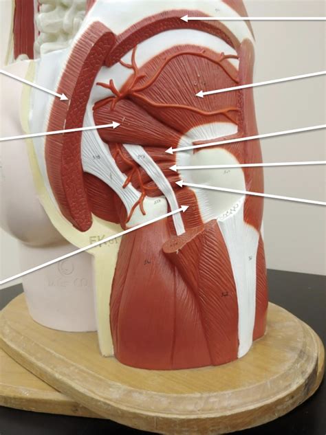 gluteal muscles Diagram | Quizlet