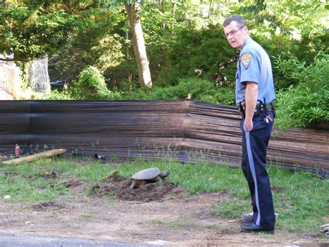 Snapping Turtle Lays Eggs As Police Ensure Safety of School Children